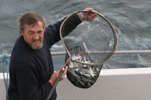 Skipper Colin Barnes with sprats landed on Holly Jo 25/10/07 © Padraig Whooley, IWDG